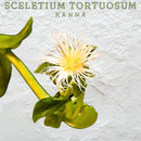Kanna Sceletium Tortuosum dried fine powder 50g