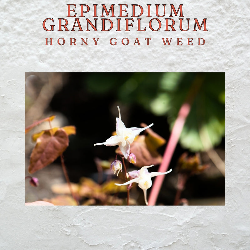 Horney Goat Weed Drops (50ml)