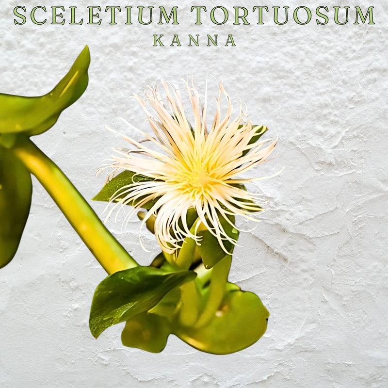 Kanna Sceletium Tortuosum dried herb 50g