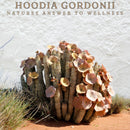 Hoodia  Capsules 60s