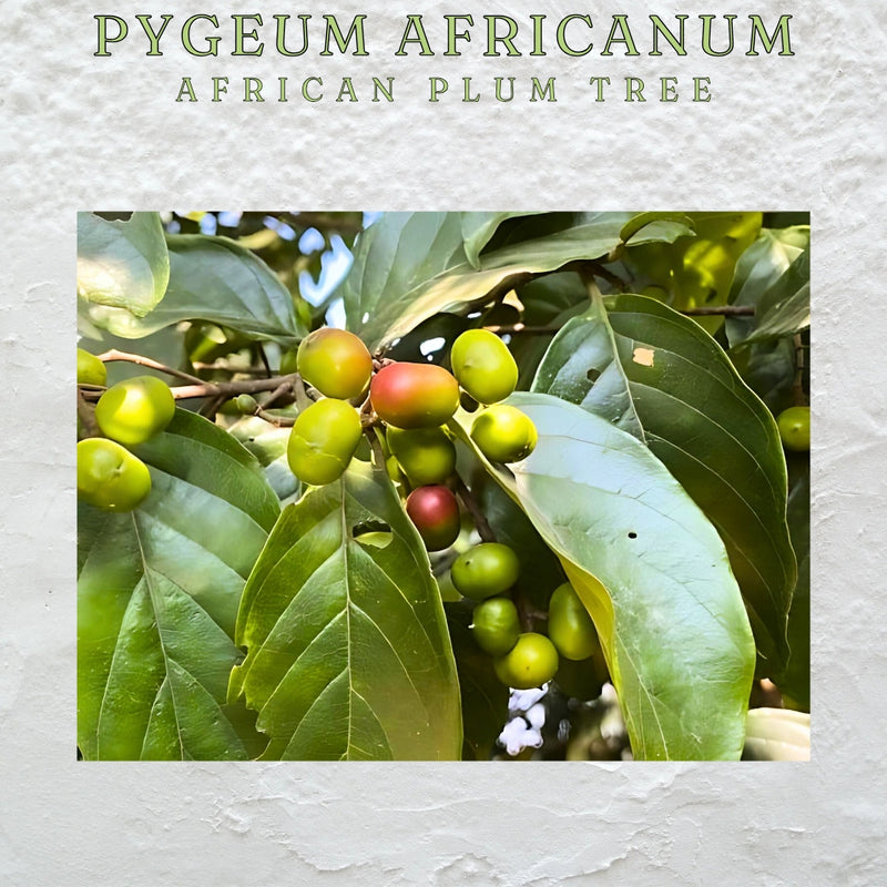 Pygeum africanum 50ml Spray