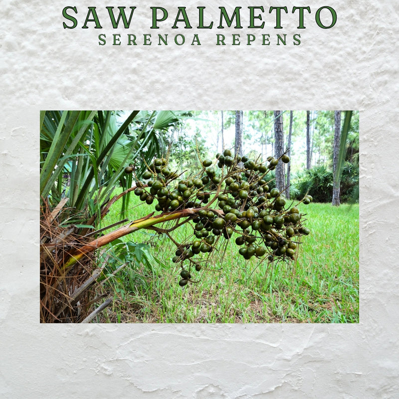 Saw Palmetto Spray (Serenoa Repens) 50 ml.