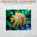 Wild Dagga (Leonotis Leonurus) Flowers & Petals – 910g