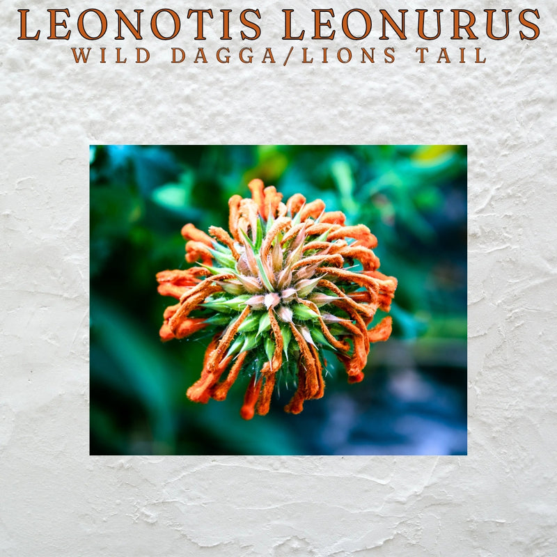 Wild Dagga (Leonotis Leonurus) Flowers & Petals – 910g