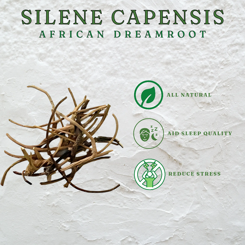 African Dream Root, Silene capensis (Ubulawu) Undulata 10g